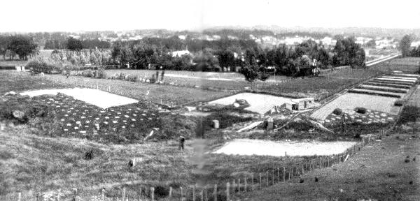 The Forest Nursery, 1925